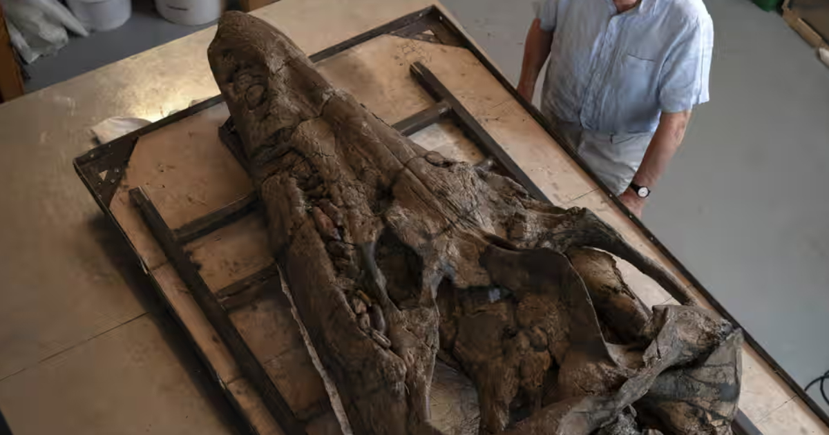 In England, scientists managed to remove a giant skull of a pliosaurus from a rock.  PHOTO