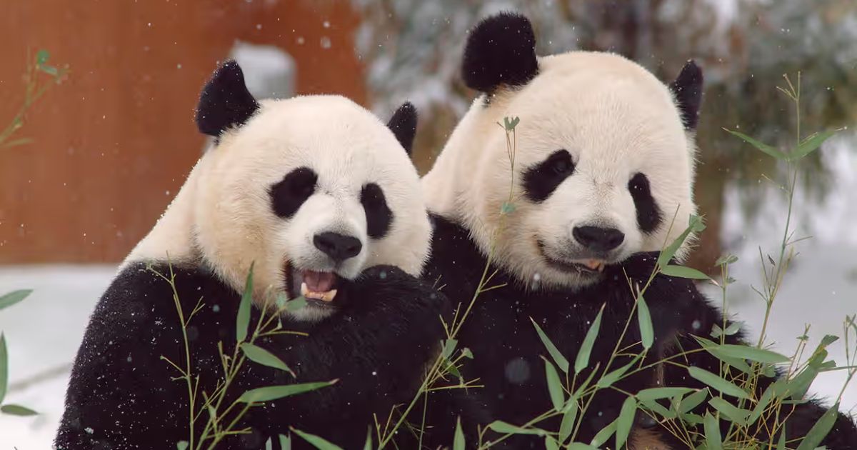 “Panda diplomacy” will work again: China will send its pandas to the USA