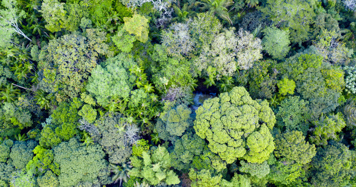 Photosynthesis may stop in tropical forests: what risks it brings to the world