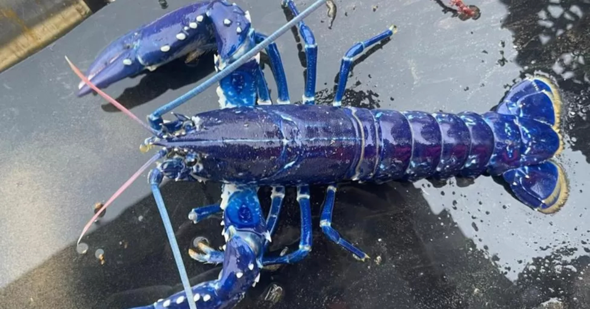 An incredible catch: a fisherman in Britain caught a rare blue lobster.  PHOTO