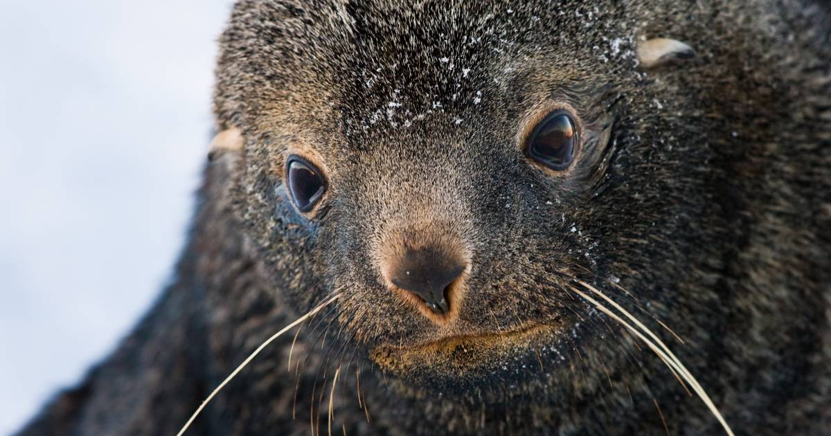 “Lesson in figure swimming”: polar explorers showed a fur seal in icy water.  VIDEO