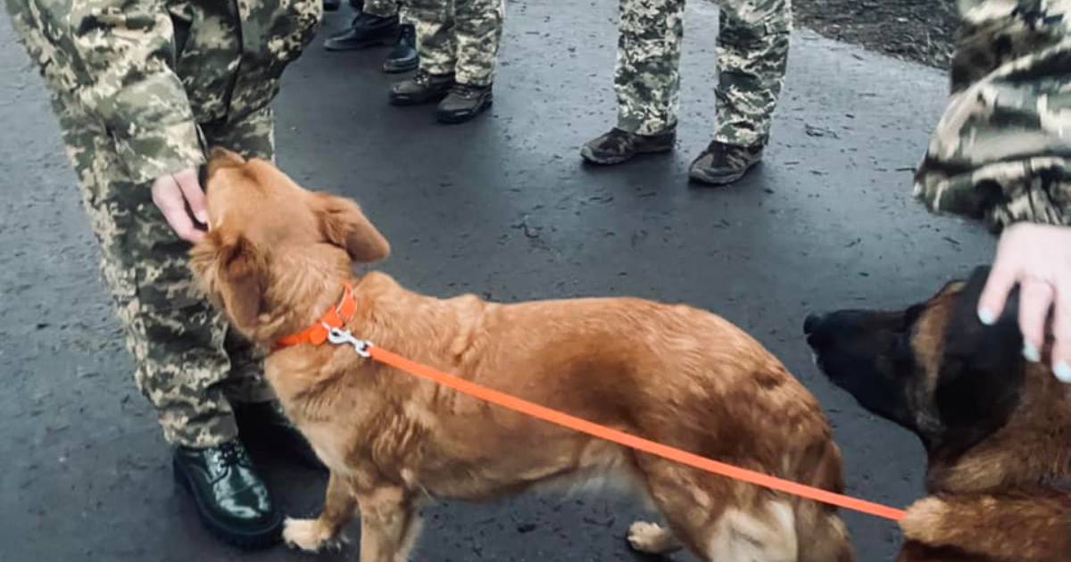 The Ministry of Defense advised medics to use dogs for emotional support of war victims