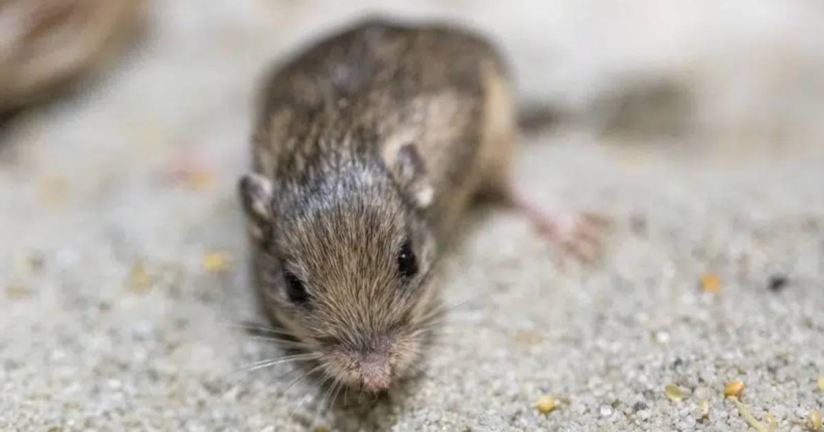 Pocket mouse Pet from the USA has become the oldest in the world