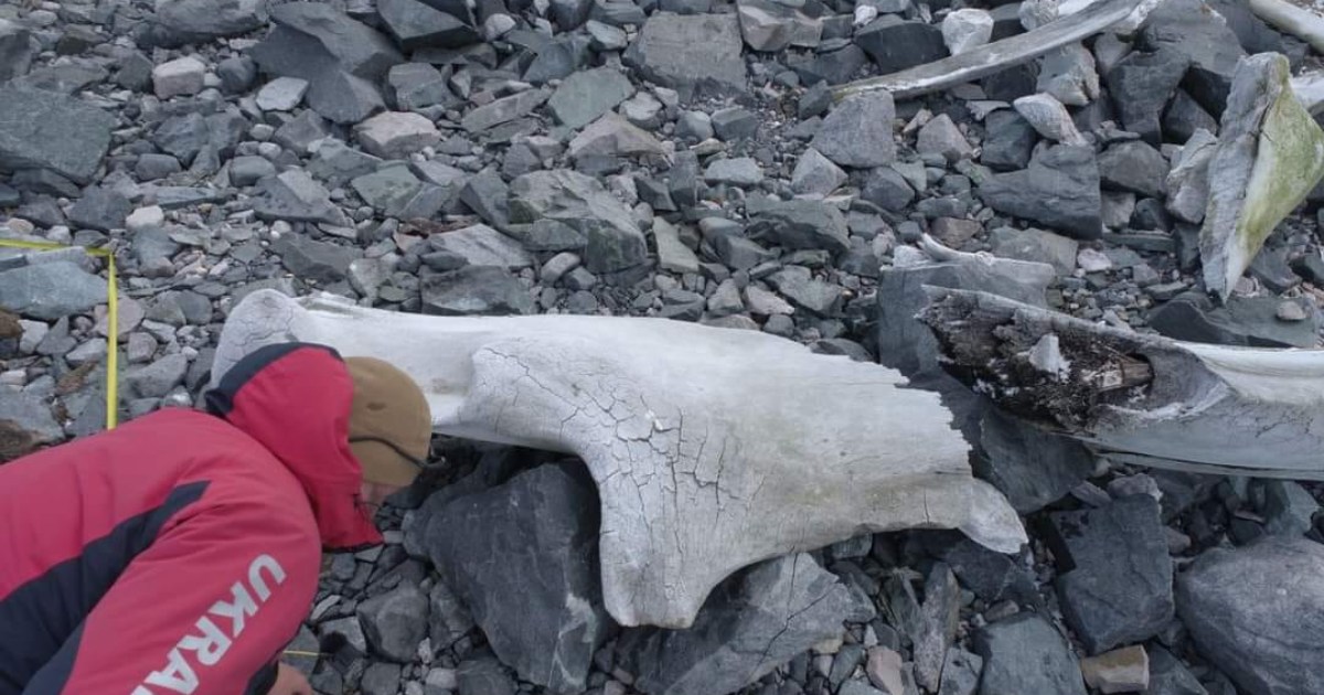 A six-meter jaw.  Polar explorers told how they study the giant skeleton of a blue whale.  PHOTO
