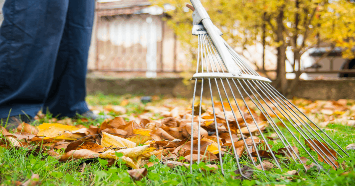 What to do with fallen leaves in autumn: advice from an ecologist