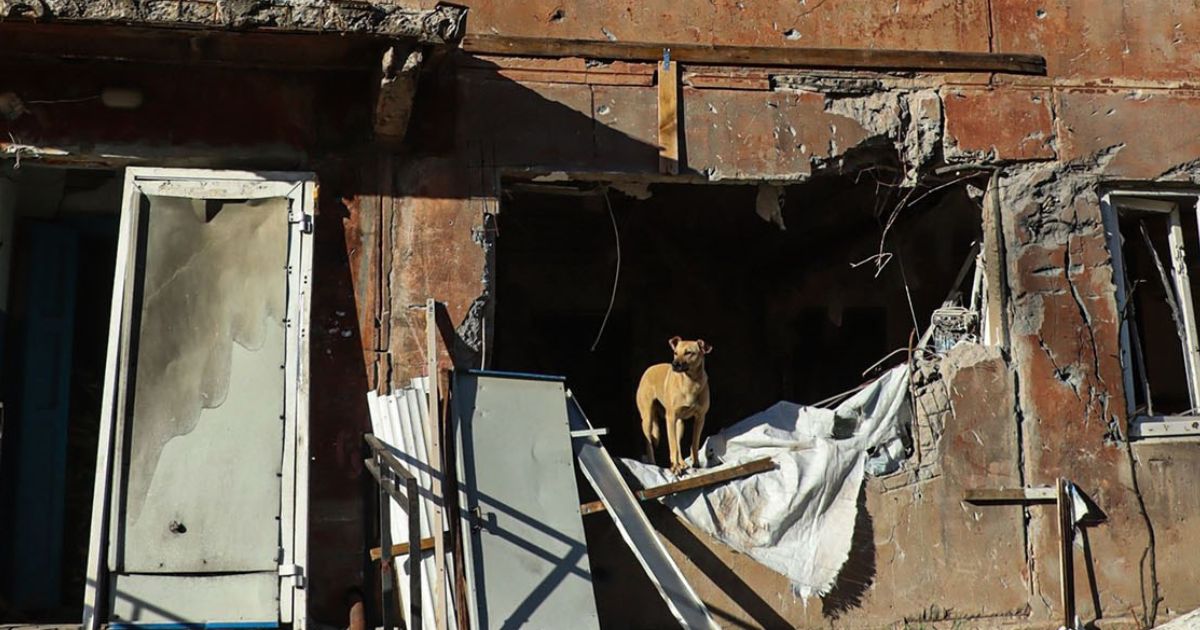 On the ruins of Avdiivka: the National Police showed dogs that live under shelling.  PHOTO