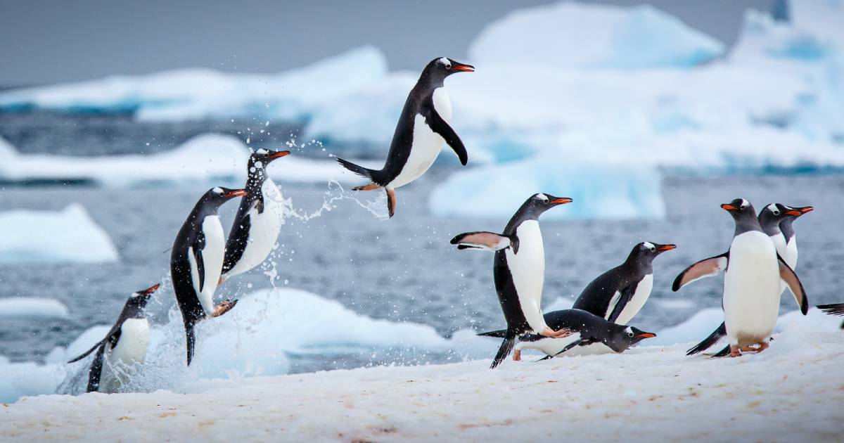 Polar explorers showed how penguins go to the ocean for breakfast.  VIDEO