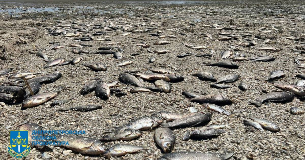 28 thousand fish died: the consequences of the destruction of Kakhovskaya HPP were shown in Dnipropetrovsk Oblast.  PHOTO