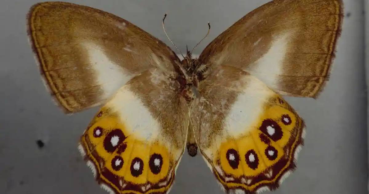 Scientists have discovered a new genus of butterflies and named it after a character from The Lord of the Rings.  PHOTO