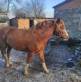 “Chosen the calmest”: in Volyn, a man faces up to 8 years in prison for stealing a horse