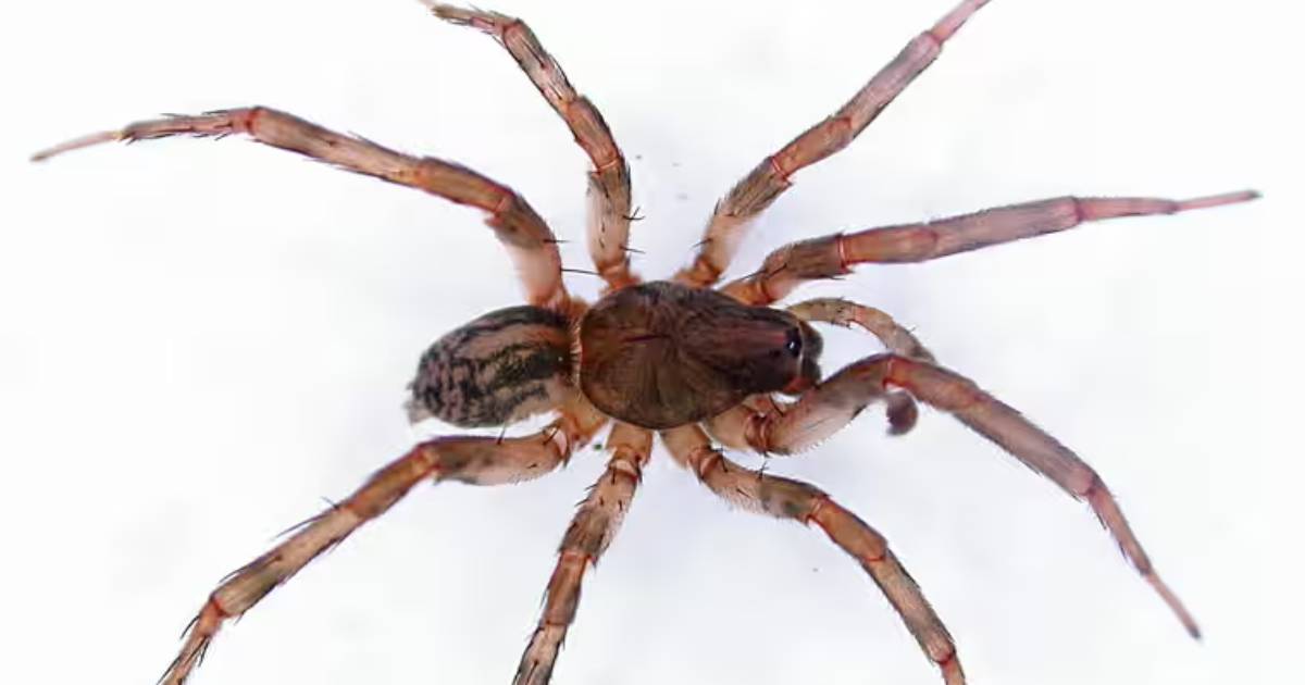 Three new species of spiders were discovered on the island of St. Helena: they are threatened with extinction