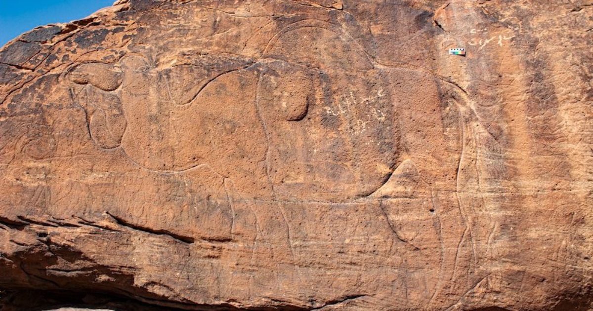 Huge carved drawings of camels were found in the desert of Saudi Arabia.  PHOTO