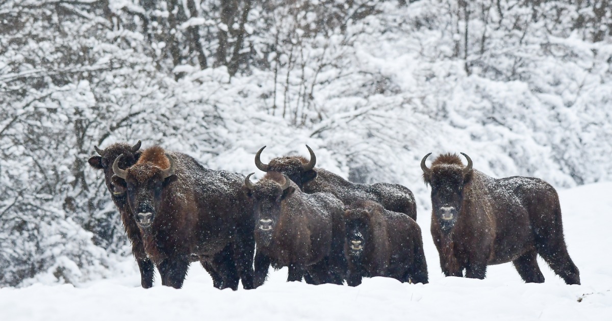 The largest bison herd in Ukraine lives in Lviv region.  VIDEO
