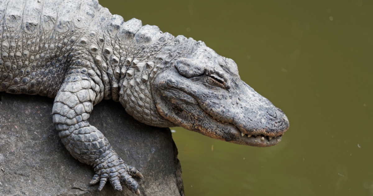 In China, 70 crocodiles that escaped from a farm during a flood are being hunted