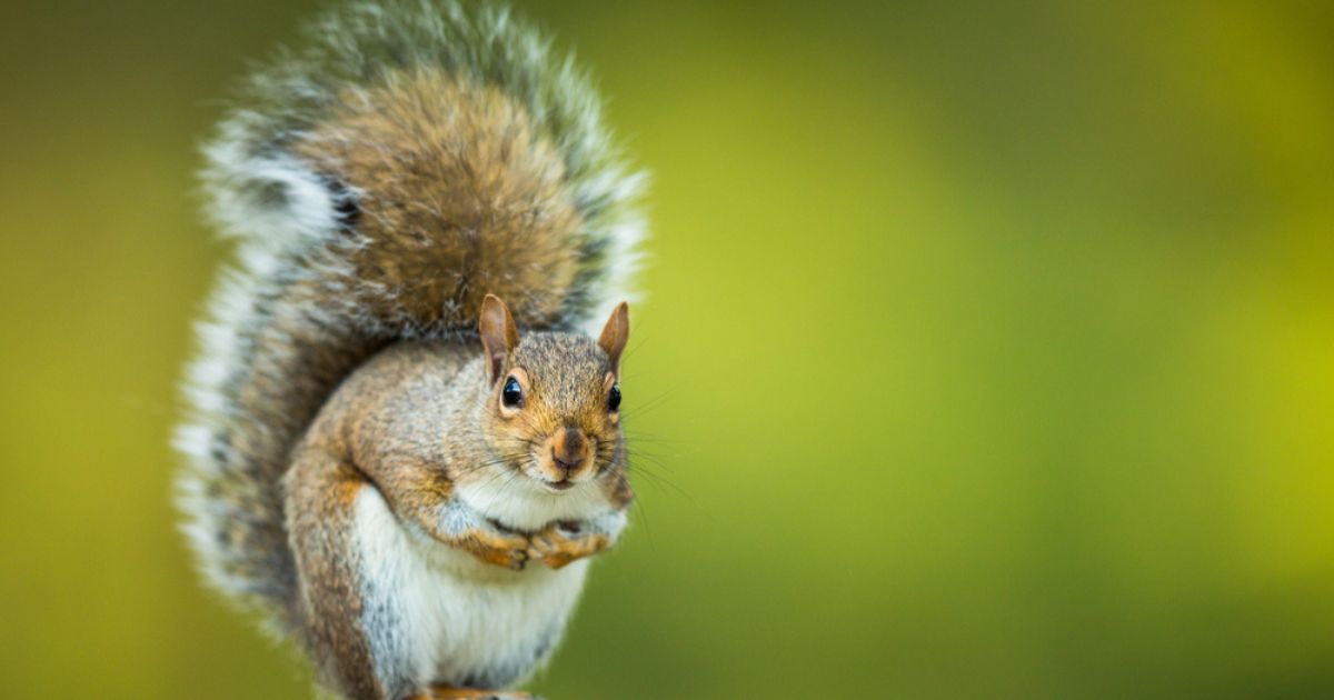 Dozens of squirrels died in a Japanese zoo: mass poisoning is possible
