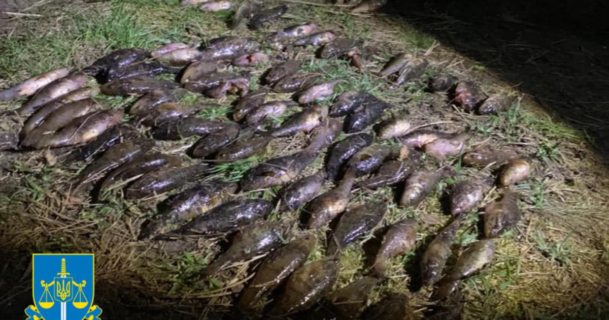Over 900,000 compensation: a man was tried in Volyn, who caught fish for spawning