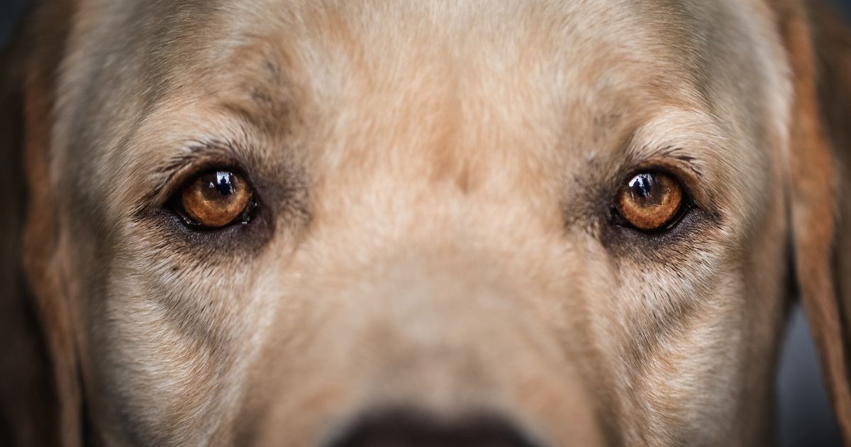 Scientists believe that humans may have influenced the evolution of eye color in dogs – study