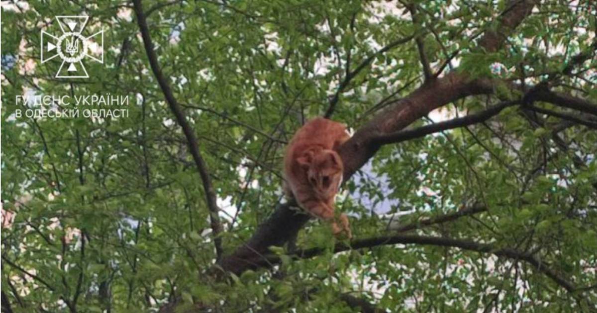 Rescued a cat and got stuck: in Odesa, emergency workers removed a woman with a pet from a tree.  PHOTO