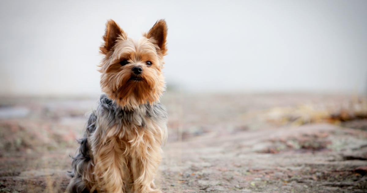 He beat and strangled: a man was exposed in Kyiv who mocked a Yorkshire terrier in the park