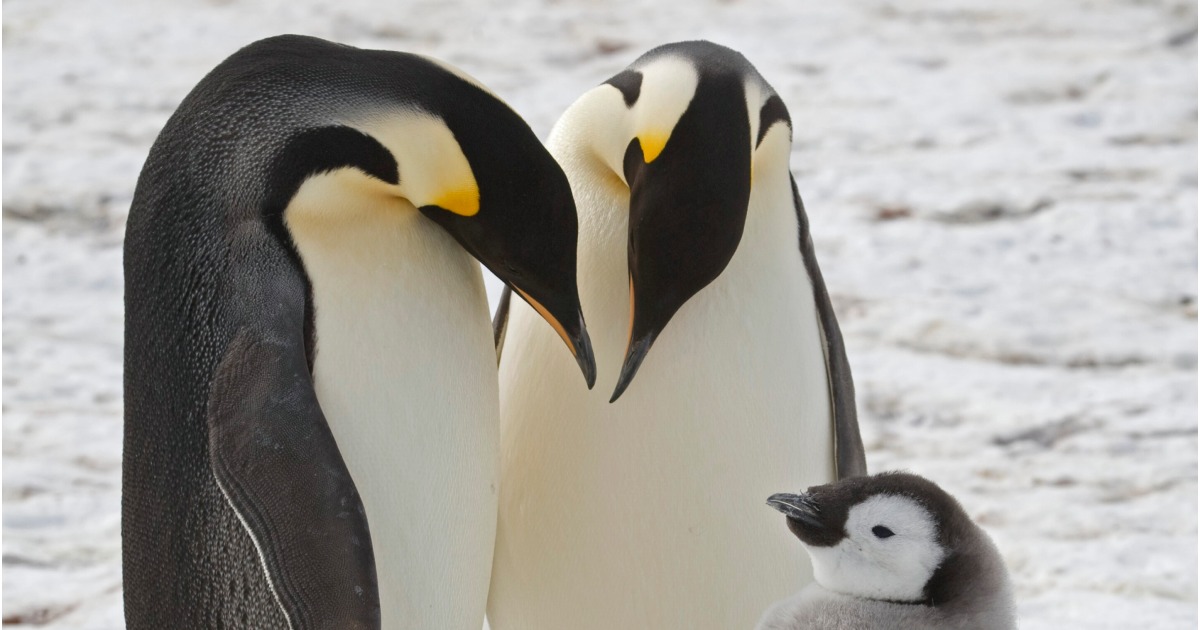 Previously unknown colonies of emperor penguins were discovered in Antarctica