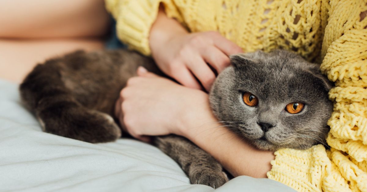 Cats like to bring things to people, but on their own terms – research