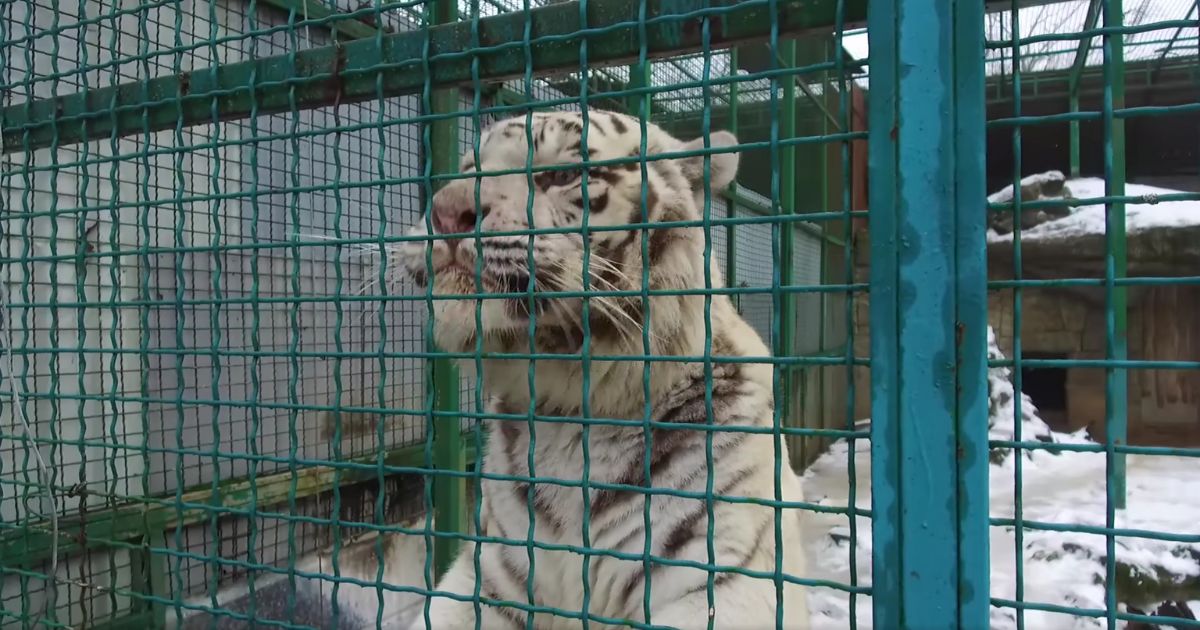 A couple of white tigers were returned to the Kharkiv Ecopark from evacuation