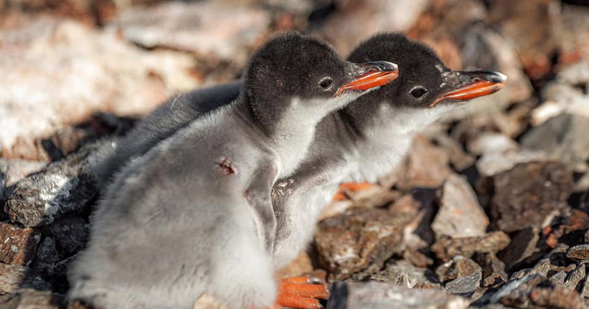 Nests at a height of 130-150 meters above sea level: what Ukrainian polar explorers learned about penguins