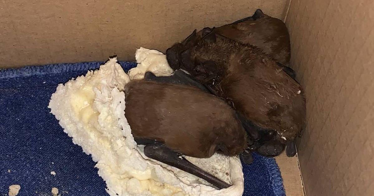 Bats were saved in Kryvyi Rih, which were walled up with mounting foam during window replacement