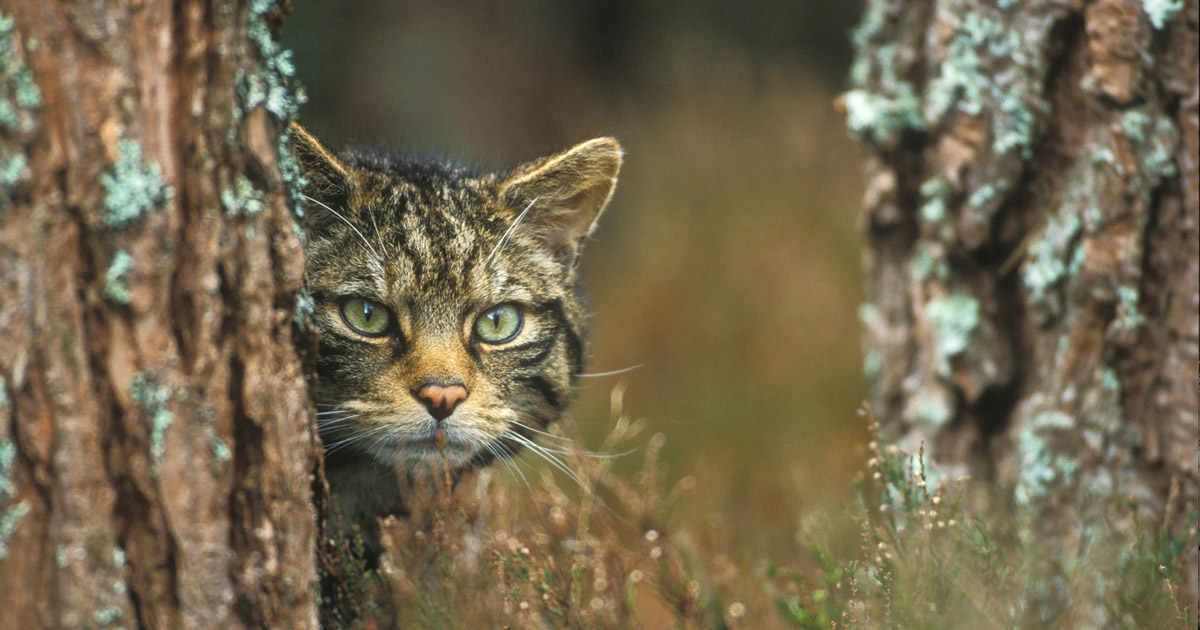 Wild cats raised in captivity were released into the wild for the first time in Great Britain