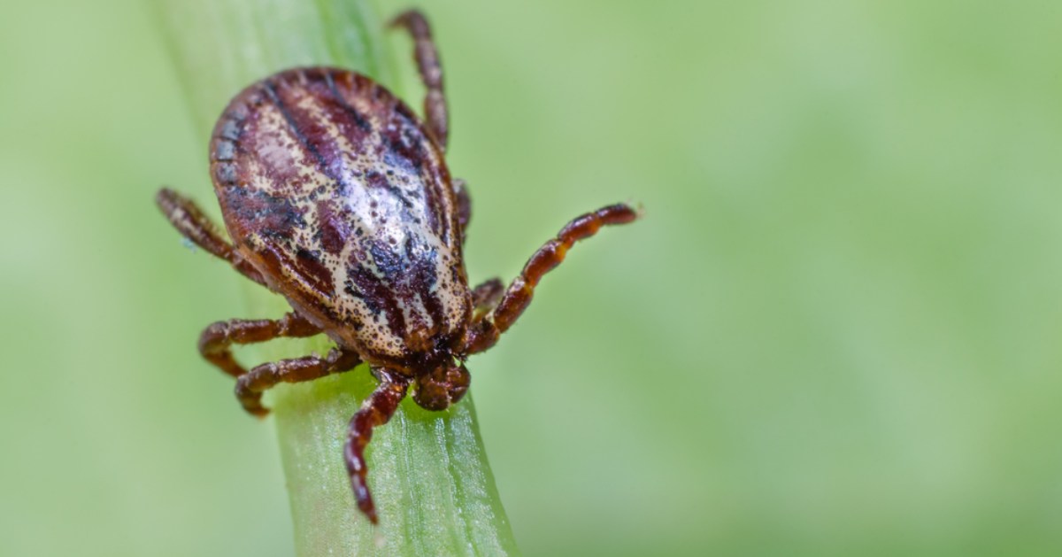 Scientists have found out what trick helps hungry ticks land on people
