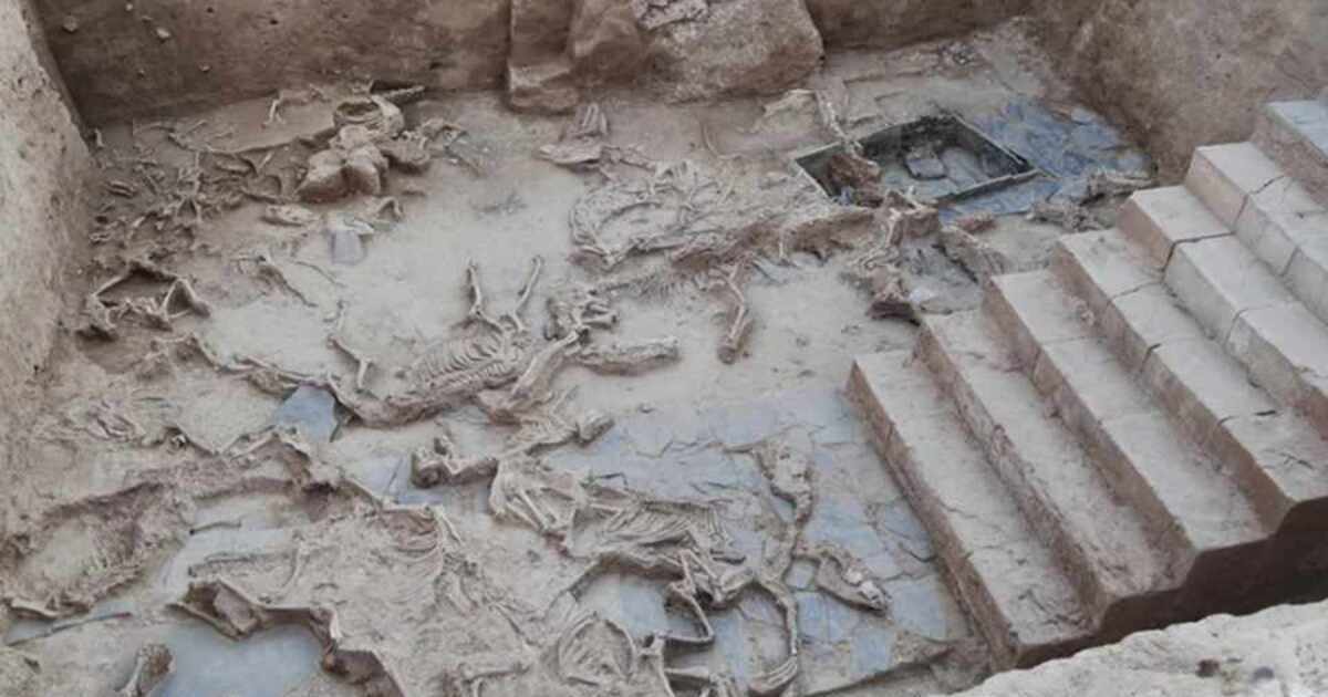 In Spain, a sacrificial pit with the bones of 52 animals was unearthed.  PHOTO