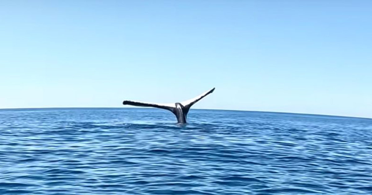 An Australian blogger accidentally filmed the tail of a frozen whale in the open sea.  VIDEO