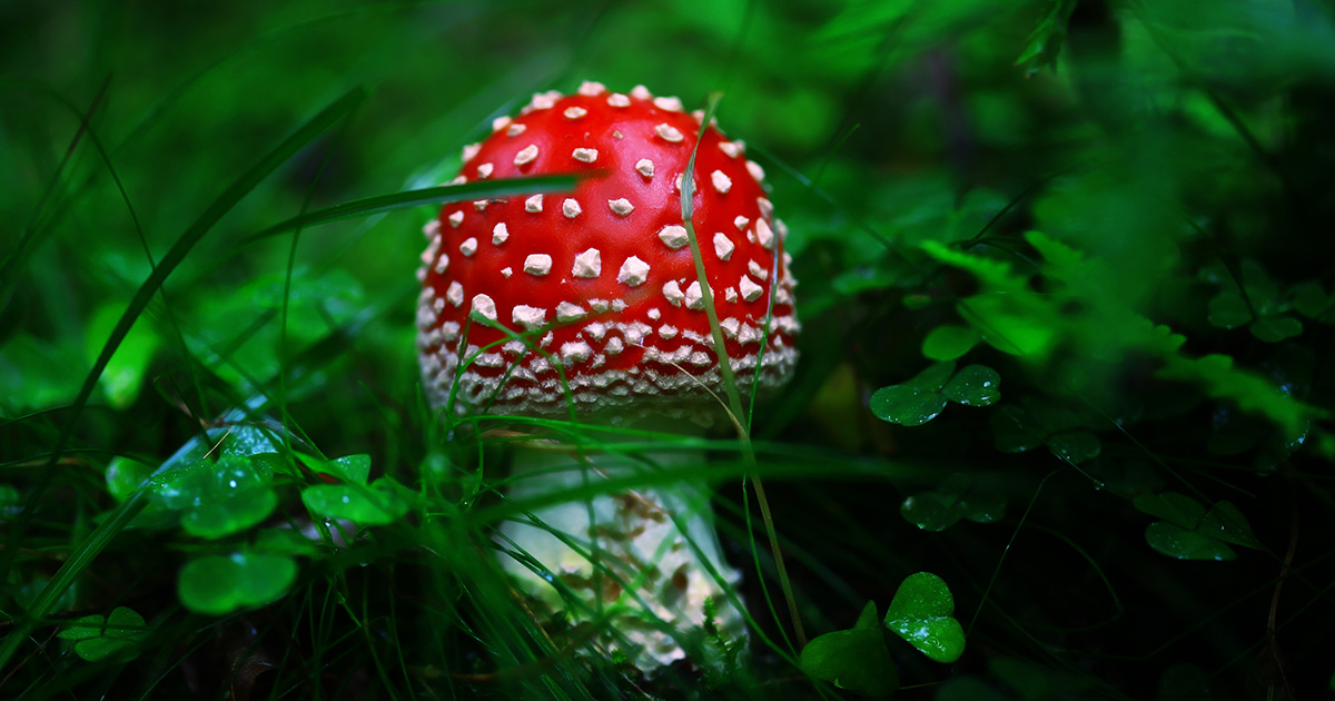 In the Dnipropetrovsk region, a teenager was poisoned by fly agaric mushrooms that he bought on the Internet