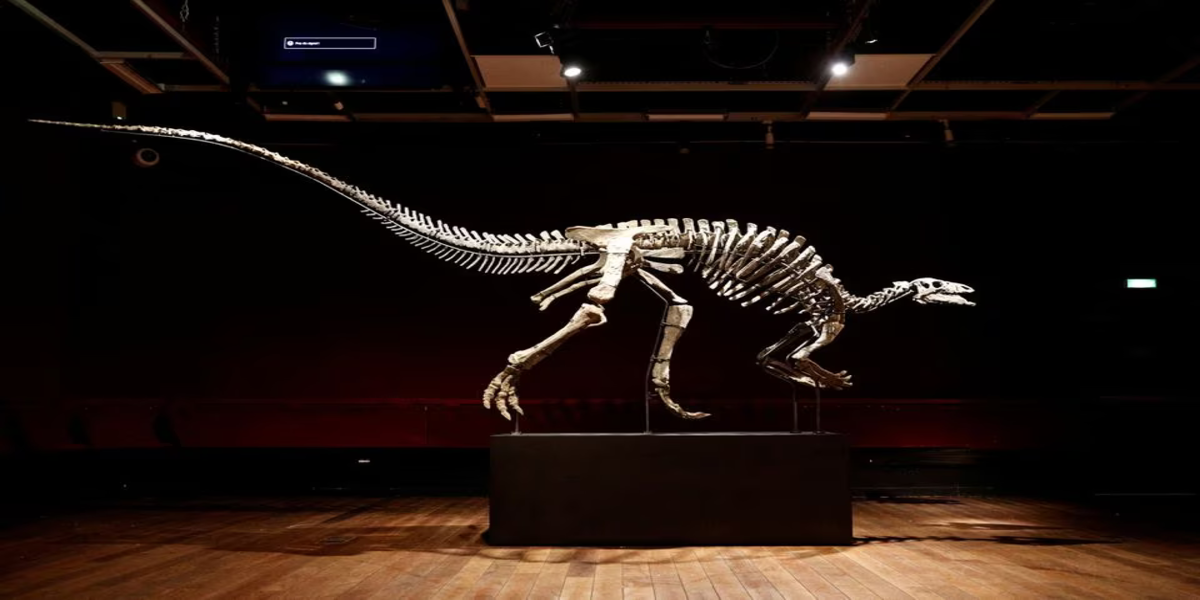 The skeleton of a dinosaur from the Jurassic period will be put up for auction in Paris