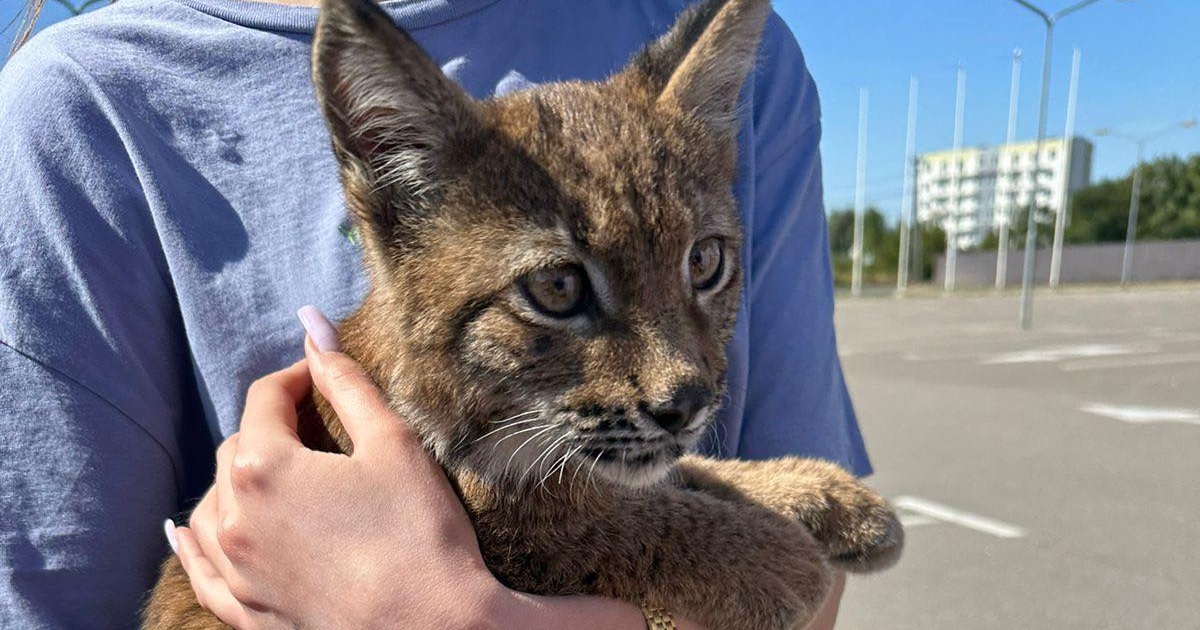 In the Kyiv region, the police seized a red-listed lynx that was being sold online.  PHOTO