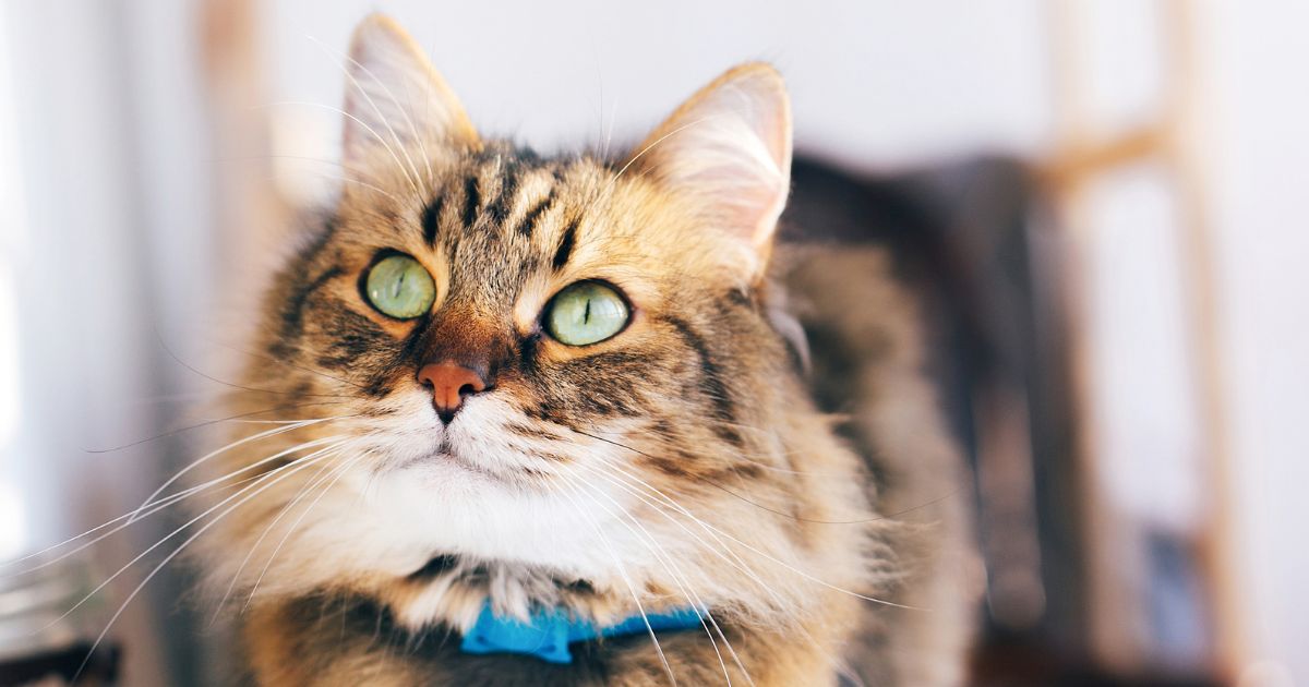 Scientists suggest that cat owners may have a higher risk of developing schizophrenia