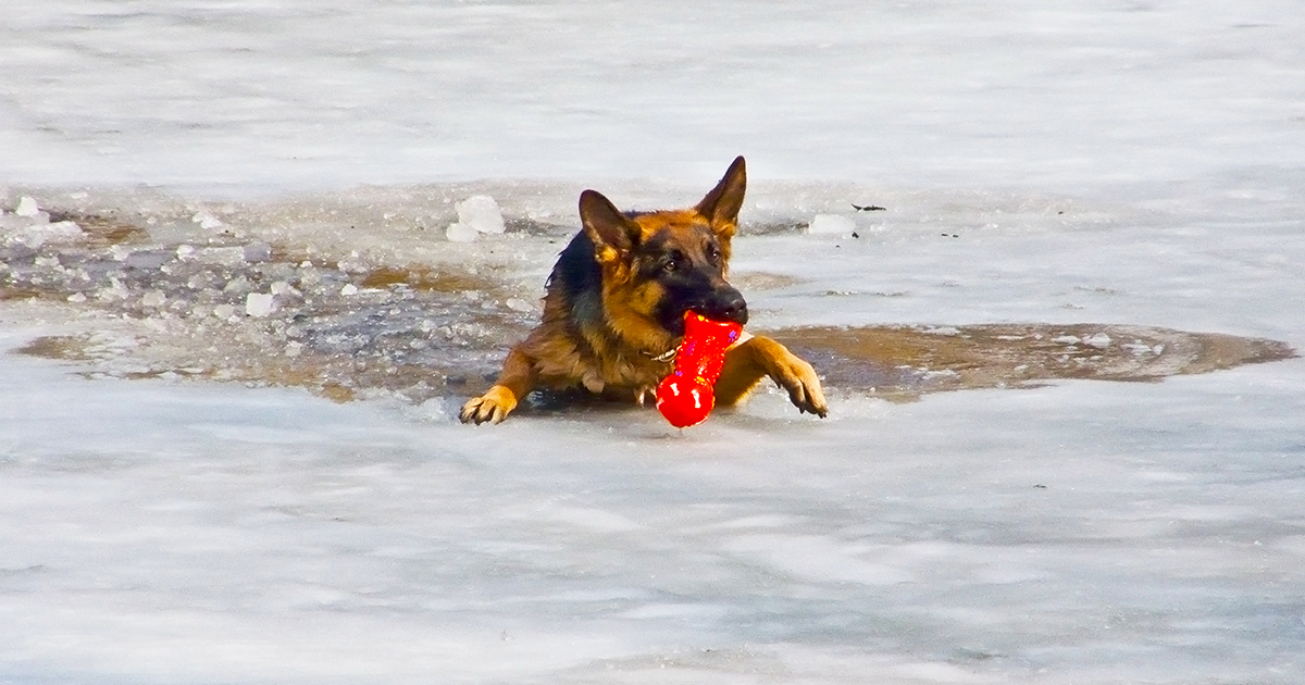 In Cherkasy region, three people fell under the ice while rescuing a drowning dog