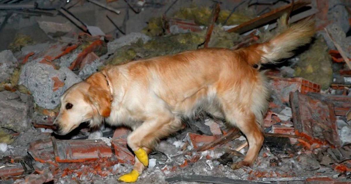 After the earthquake in Turkey, a rescue dog with injured paws found 5 people under the rubble.  PHOTO