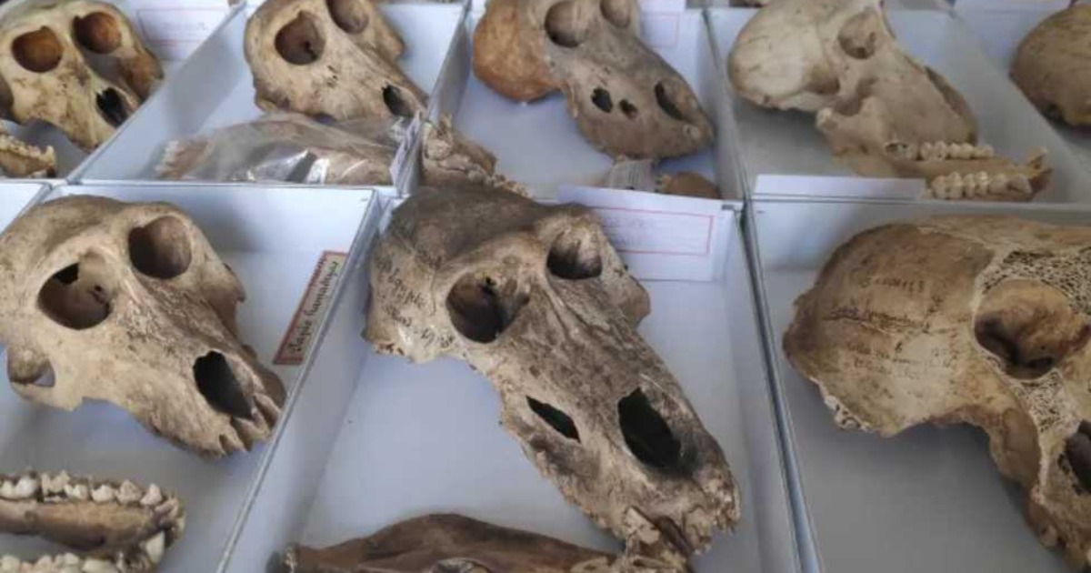 Scientists “shed light” on the history of baboon mummies from Ancient Egypt