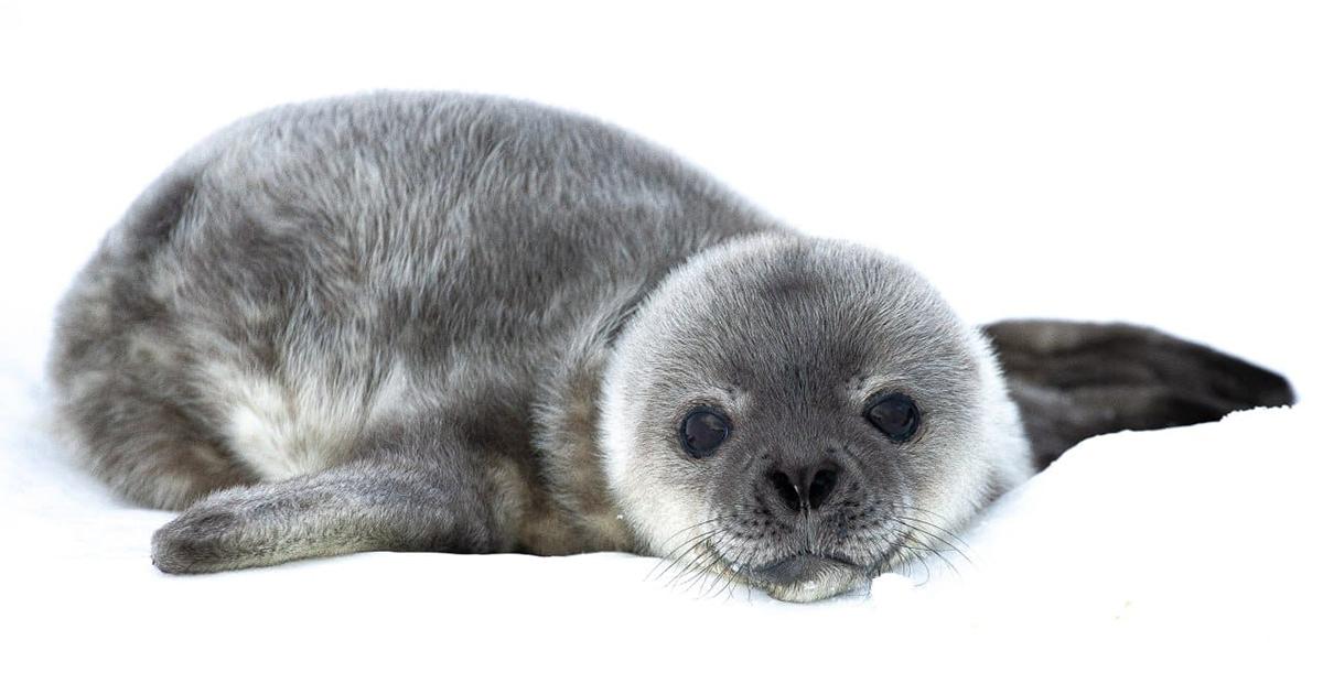 Полярники показали новонароджених тюленят Ведделла