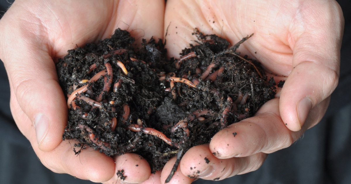 Earthworms and Russia make about the same contribution to the world grain harvest