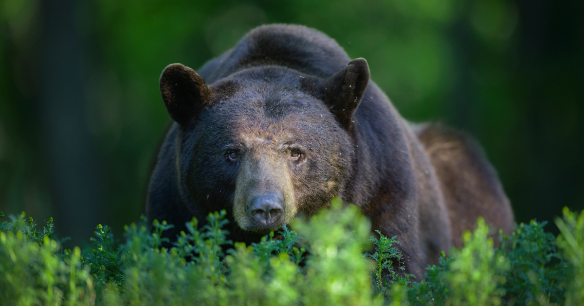 In the USA, a bear that died because of garbage in its stomach had to be euthanized