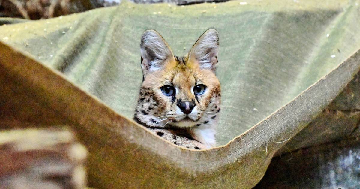 Four servals, rescued from Donetsk region, were shown at the Kyiv zoo.  PHOTO