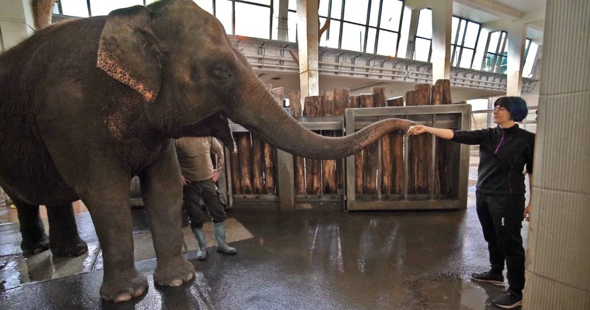 An elephant in a German zoo learned to peel a banana with its trunk.  VIDEO
