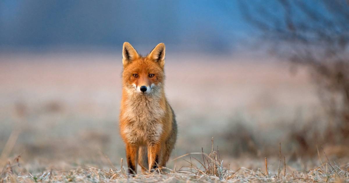 Young men who beat a fox to death will be tried in Lviv Oblast