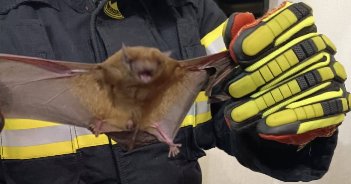 In Lutsk, rescuers freed an apartment from an infestation of bats.  PHOTO