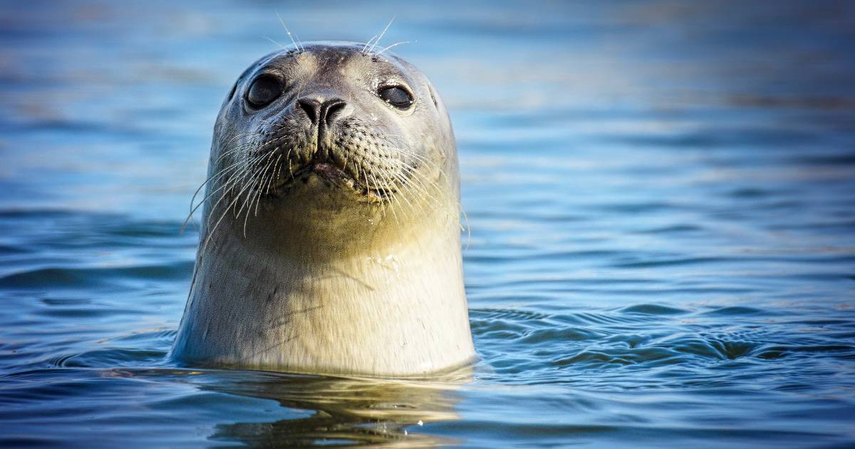 “Give the animals peace”: a seal that was chased by people died in Africa
