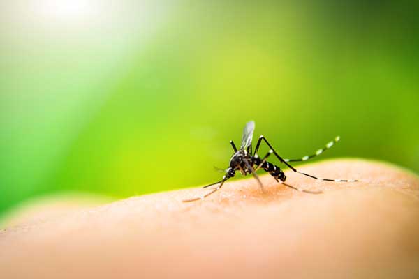 Що означає комарі?