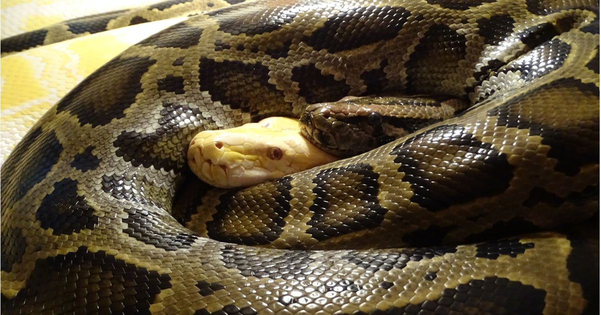 The python, which was rescued from a burning Russian tank near Kupyansk, now has a mate