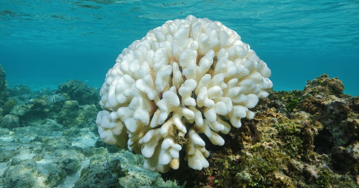 Coral reefs are threatened with “bleaching” and death due to rising temperatures – scientists